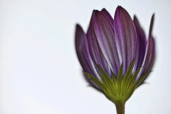 Flor isolada — Fotografia de Stock