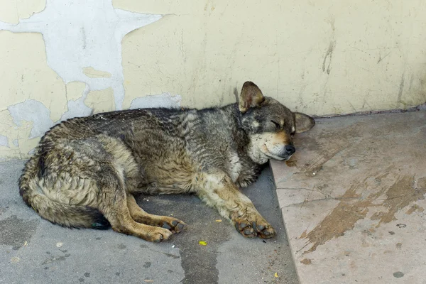 Starý toulavý pes?? spí u zdi — Stock fotografie