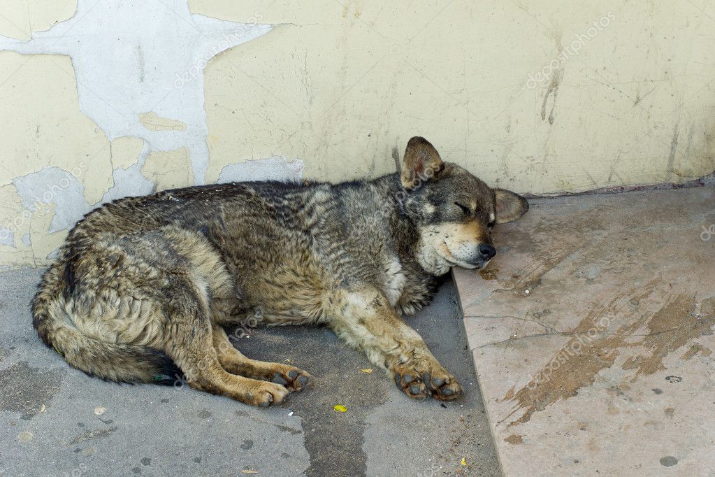 An old stray dog sleeping by the wall — Stock Photo © dzentry #10627255