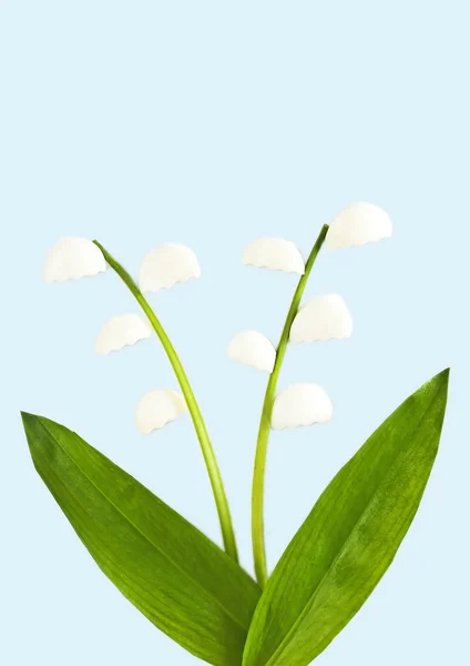 Lily vadi vahşi sarımsak ve yumurta — Stok fotoğraf