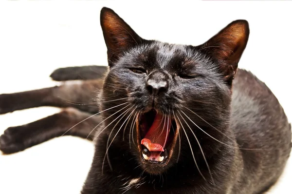 Tomcat yawns — Stok fotoğraf