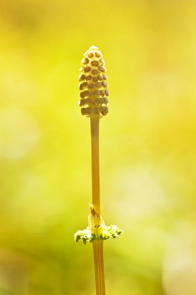 Wood horsetail — Stock Photo, Image