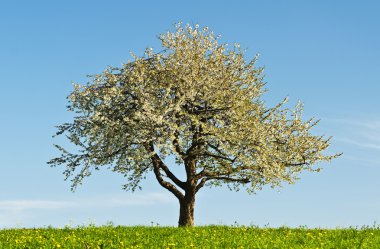 Çiçek açan meyve ağacı