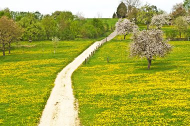 Çiçek açan meyve ağacı