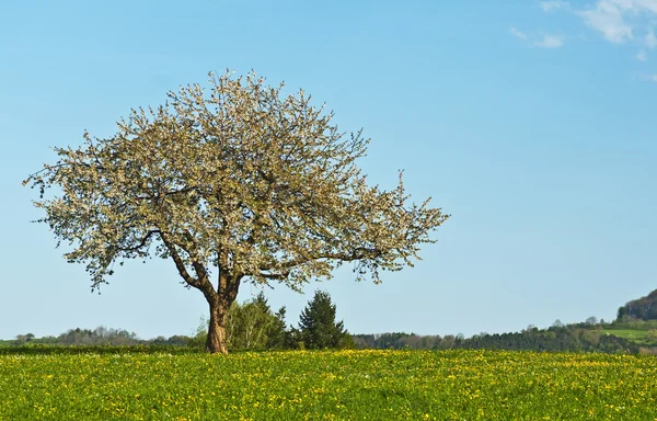 stock image Blooming fruit tree