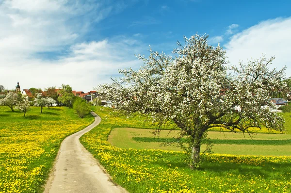 Blooming fruit tree with village — Stock Photo, Image