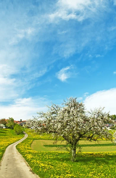 Albero da frutto fiorito con villaggio — Foto Stock