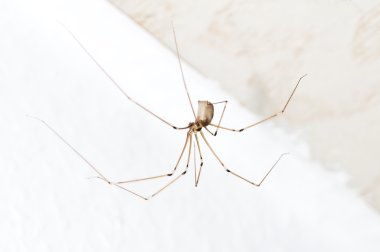 Daddy longlegs clipart