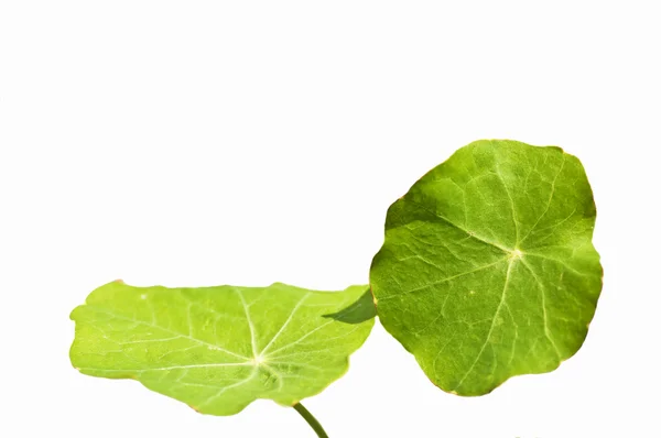 stock image Nasturtium leaves