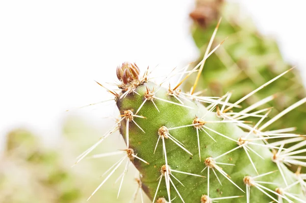 Cactus, Opuntia rhodantia — Foto Stock
