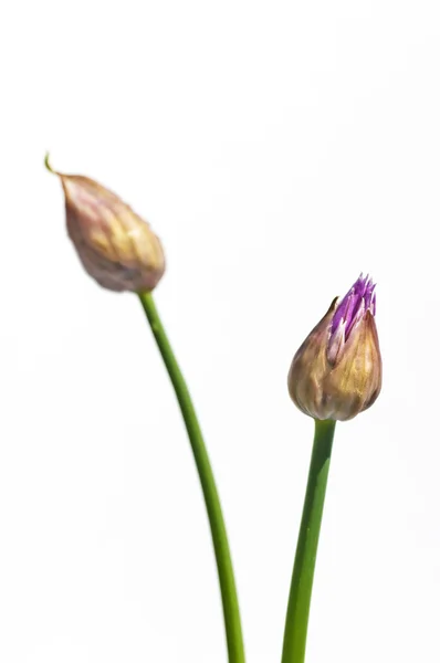 Floración de cebollino —  Fotos de Stock