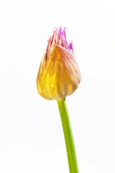 Gräslök blommar — Stockfoto