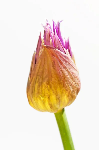Pažitka kvetoucí — Stock fotografie