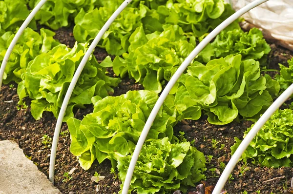Salad cultivation — Stock Photo, Image
