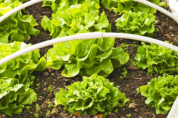 Salata yetiştirme — Stok fotoğraf