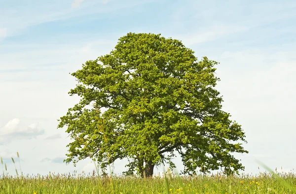 Oak in het voorjaar van — Stockfoto