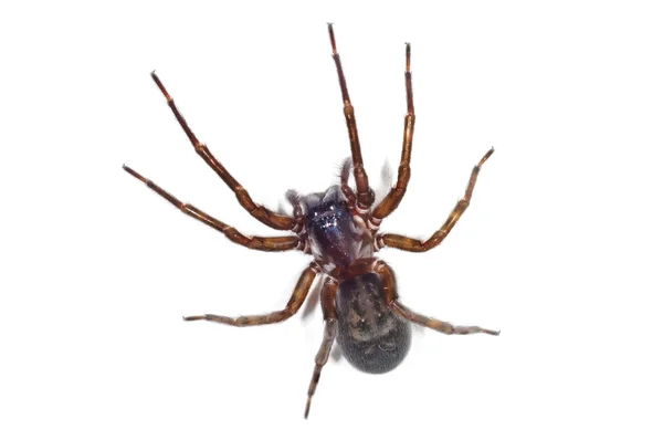 stock image Spider, Tegenaria