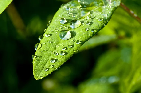 Капли дождя на листьях — стоковое фото