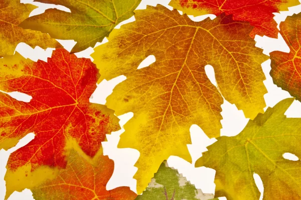Höstens färgade blad — Stockfoto