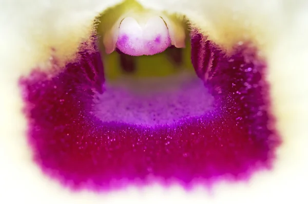 Dendrobium의 난초 — 스톡 사진