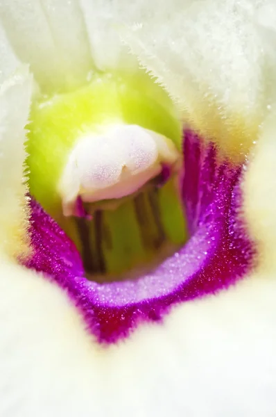 Орхидея дендробия — стоковое фото