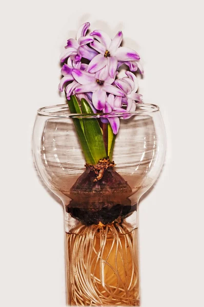 stock image Hyacinth