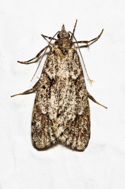 Mediterranean flour moth clipart