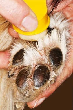 bir köpek pençe Bakımı