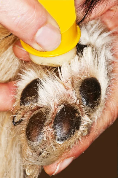 Care of a dog paw — Stock Photo, Image