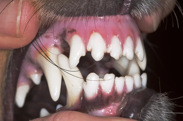 Dentes de cão — Fotografia de Stock