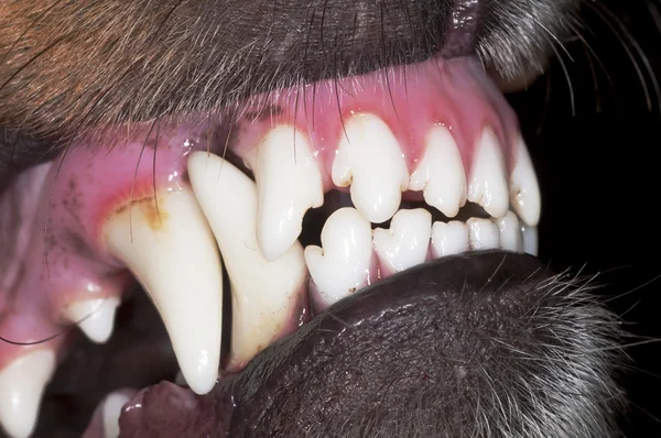 Zęby psa — Zdjęcie stockowe