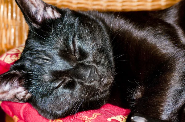 Kedi uyur — Stok fotoğraf