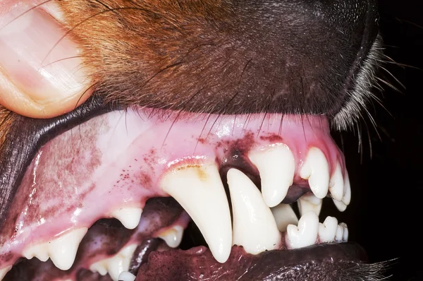 Dog teeth — Stock Photo, Image