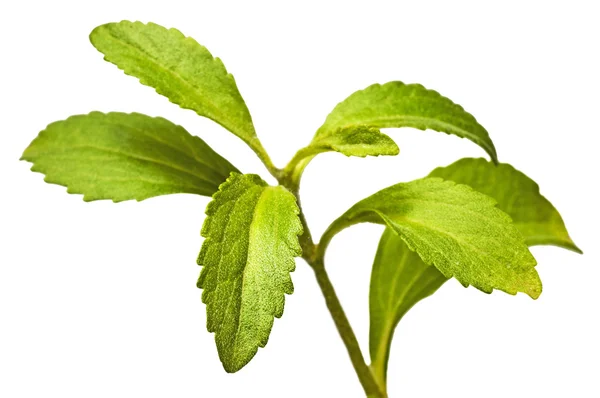 Stevia rebaudiana, поддержка сахара — стоковое фото