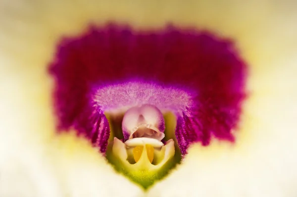 Dendrobium ορχιδέας — Φωτογραφία Αρχείου