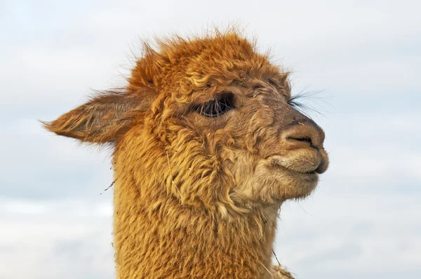 Alpaca, 35 лет, Vicugna — стоковое фото