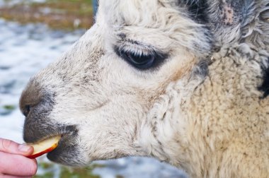 Alpaca eats of a hand clipart