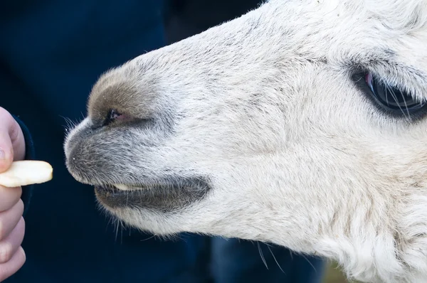Alpaca eats of a hand — Stock Photo, Image