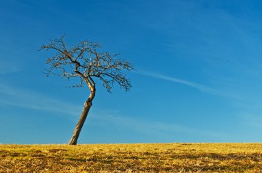 Mavi gökyüzü ve kahverengi topraklar olan ağaç