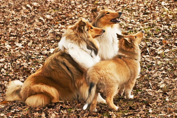 Amerikan ve İngiliz collie köpekleri — Stok fotoğraf