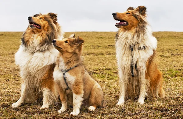 Amerikaanse en Britse collie honden — Stockfoto