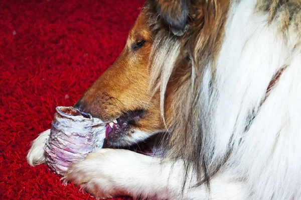 Collie cane morde faringe — Foto Stock