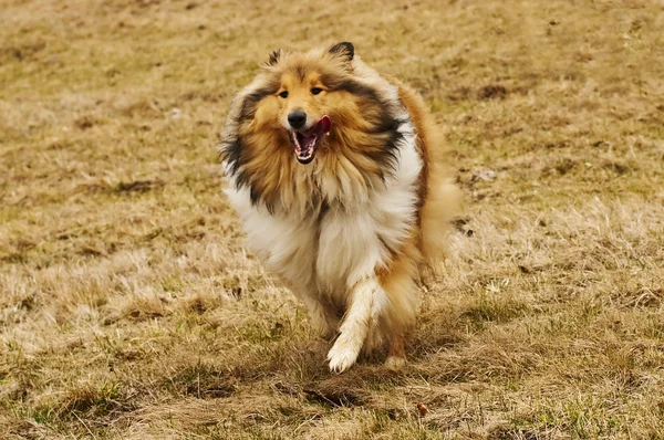 Collie correndo — Fotografia de Stock