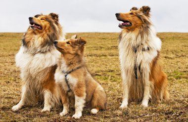 Amerikan ve İngiliz collie köpekleri