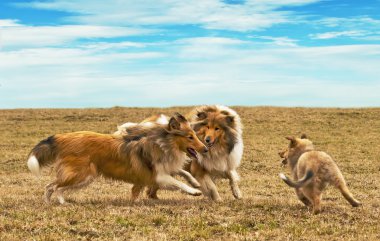 Running collie dogs clipart