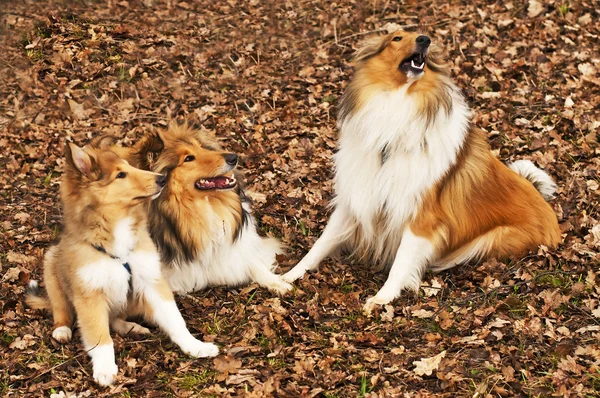 Amerikanska och brittiska collie hundar — Stockfoto