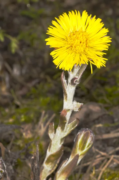 Coughwort — Stock Photo, Image