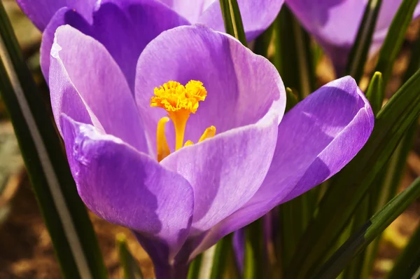 stock image Crocus