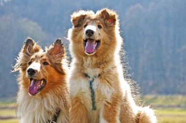 American collie dogs clipart