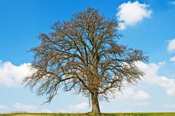 Ağaç erken Bahar — Stok fotoğraf